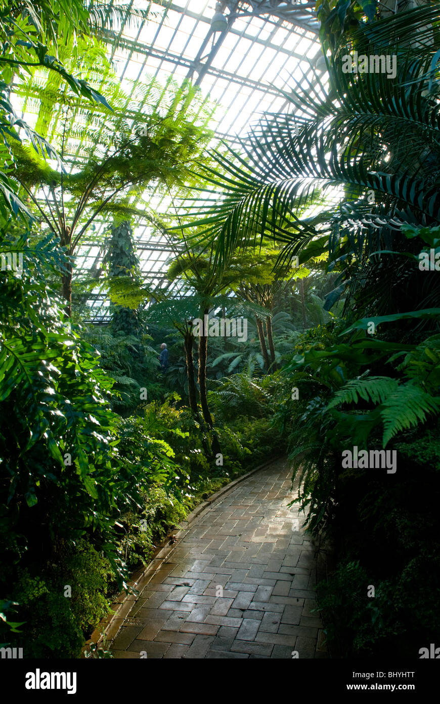 Garfield Park Conservatory, Chicago, Illinois. The "Fern Room