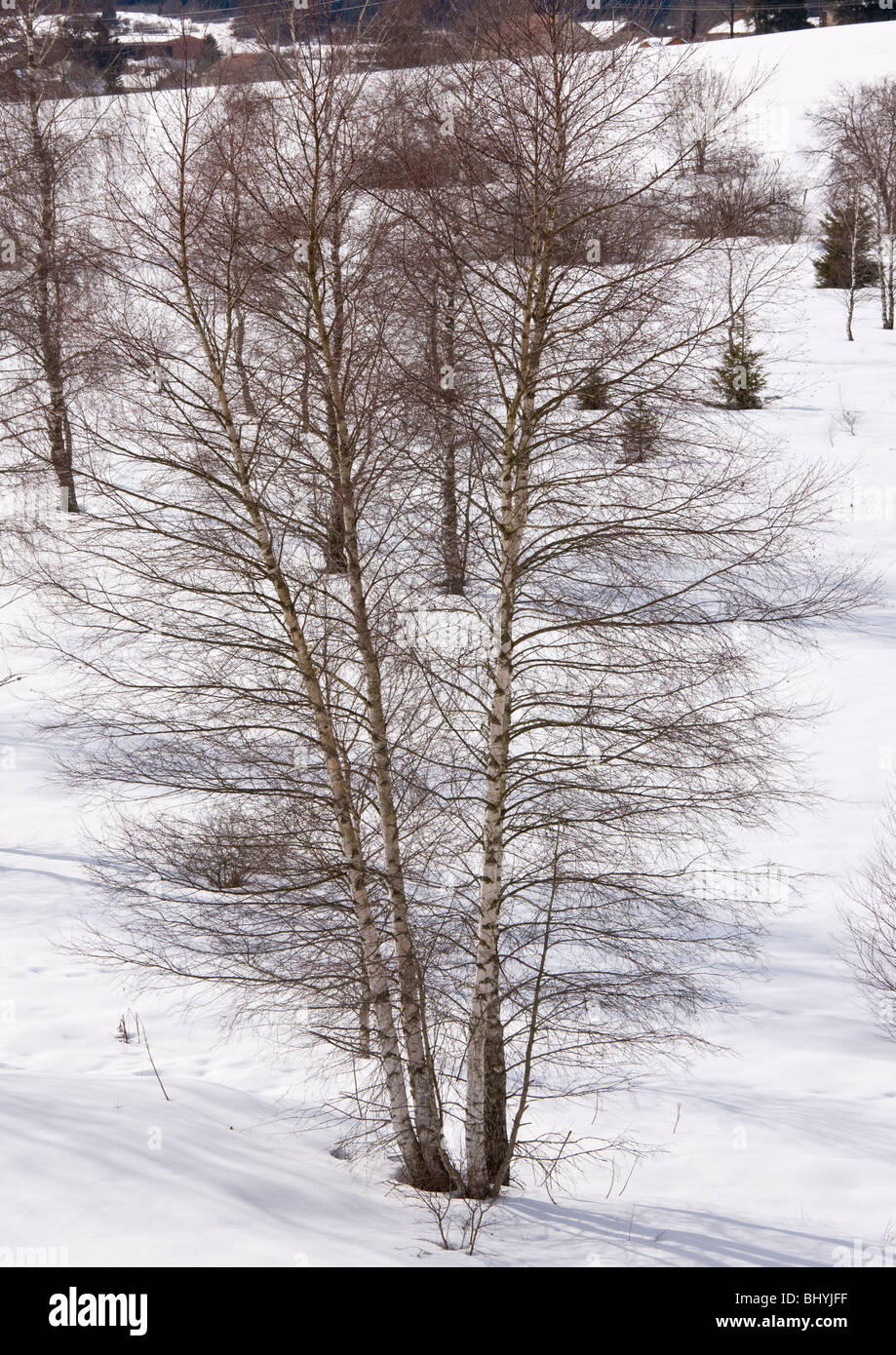Birch tree in the snow, in the Jura Mountains, east France. Stock Photo