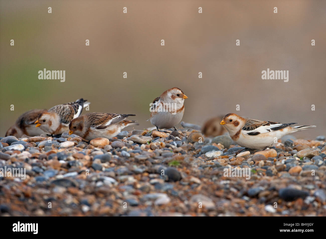 Snow Buntings Plectrophenax nivalis Stock Photo