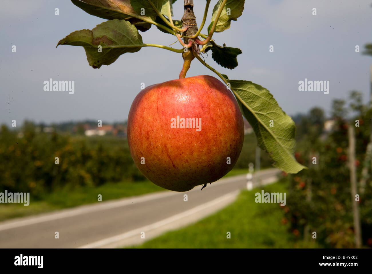 Apple hanging from a tree branch Stock Photo Alamy