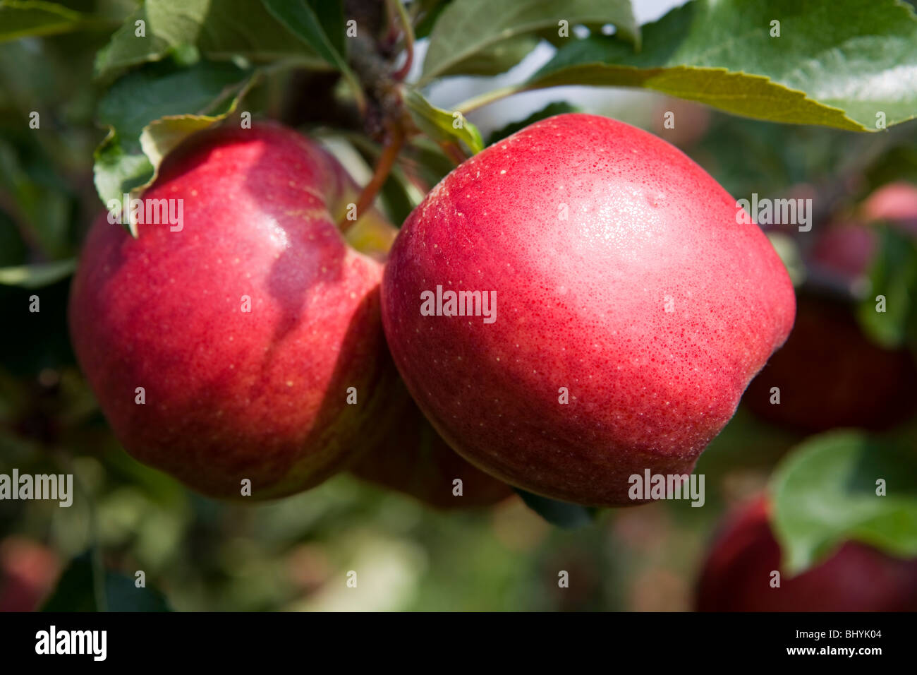 red apples hanging from a branch Stock Photo - Alamy