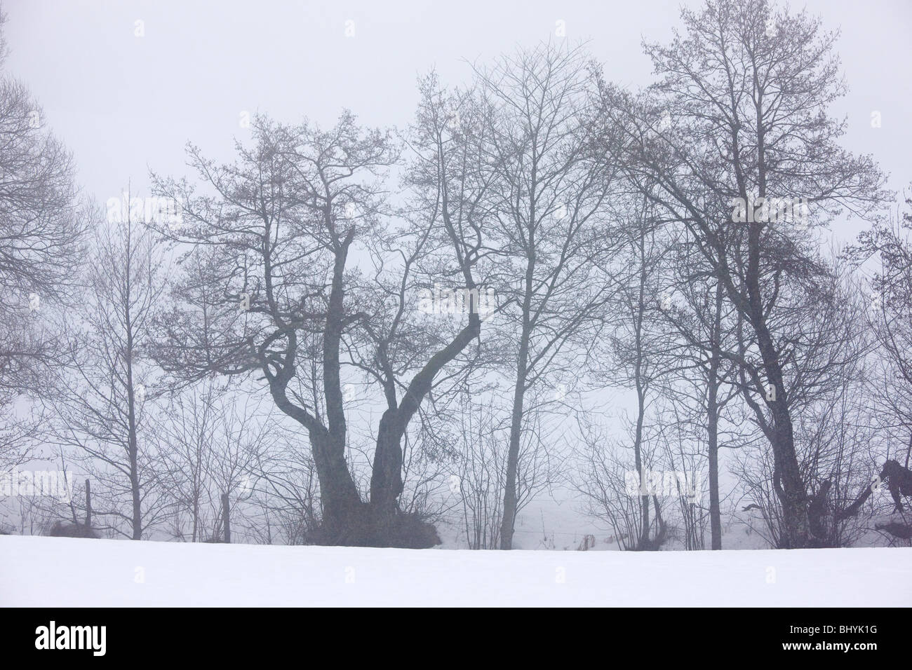 Silhouettes of Common Alders and other trees in midwinter snow, in the Volcans d'Auvergne Regional Natural Park, France Stock Photo
