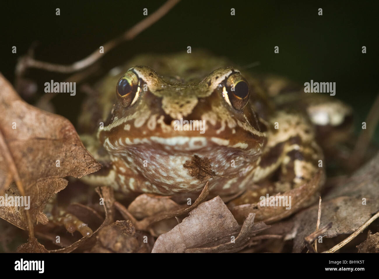 Agile Frog (Rana dalmatina) Stock Photo