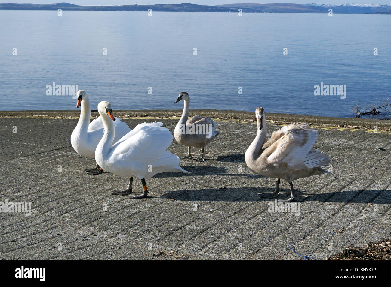 A swan family enjoys the sunshine on a slipway along the promenade in Largs Ayrshire Scotland Stock Photo
