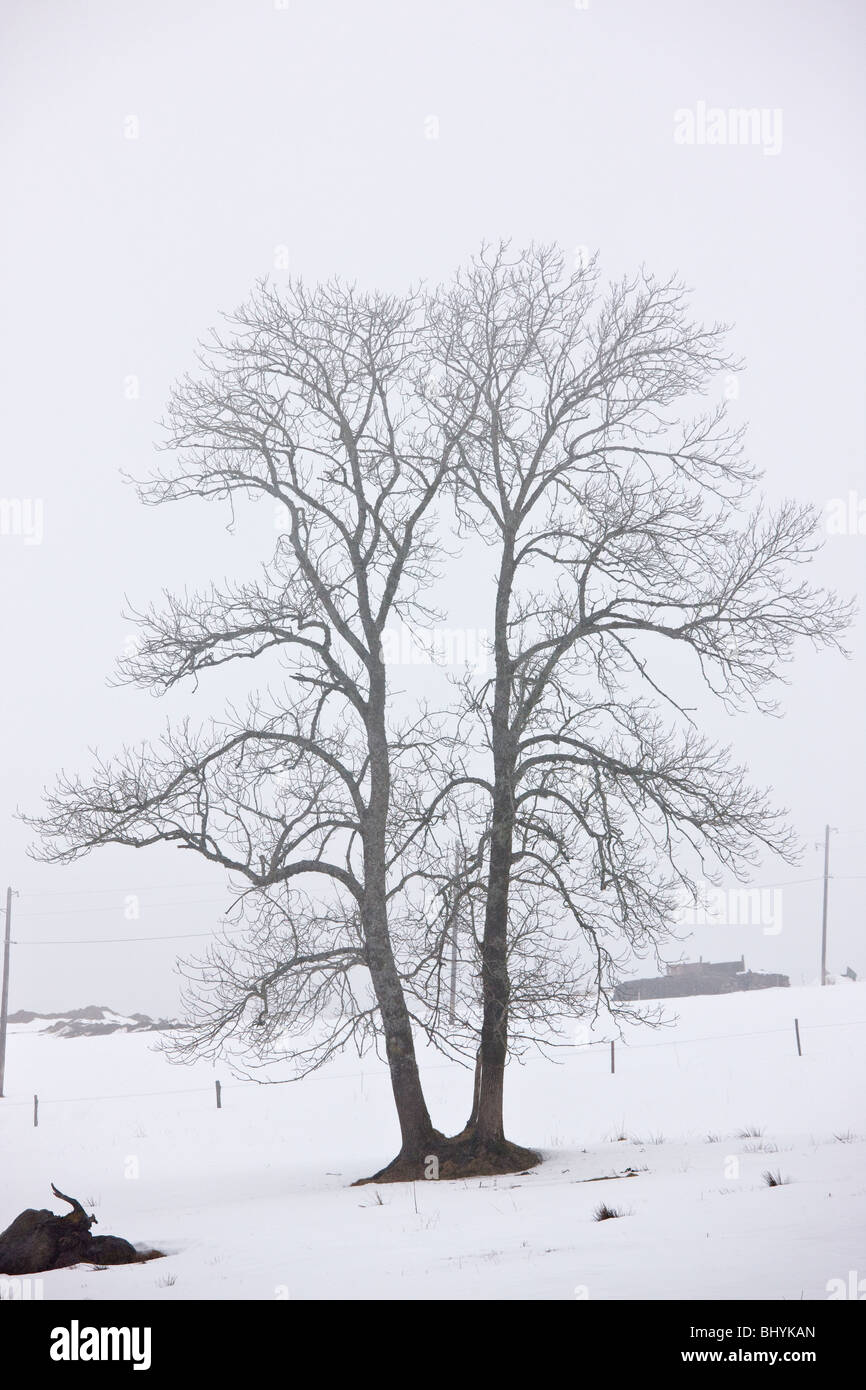 Old Ash tree in mist and snow, in winter in the Volcans d'Auvergne Regional Natural Park, Massif Central, France. Stock Photo