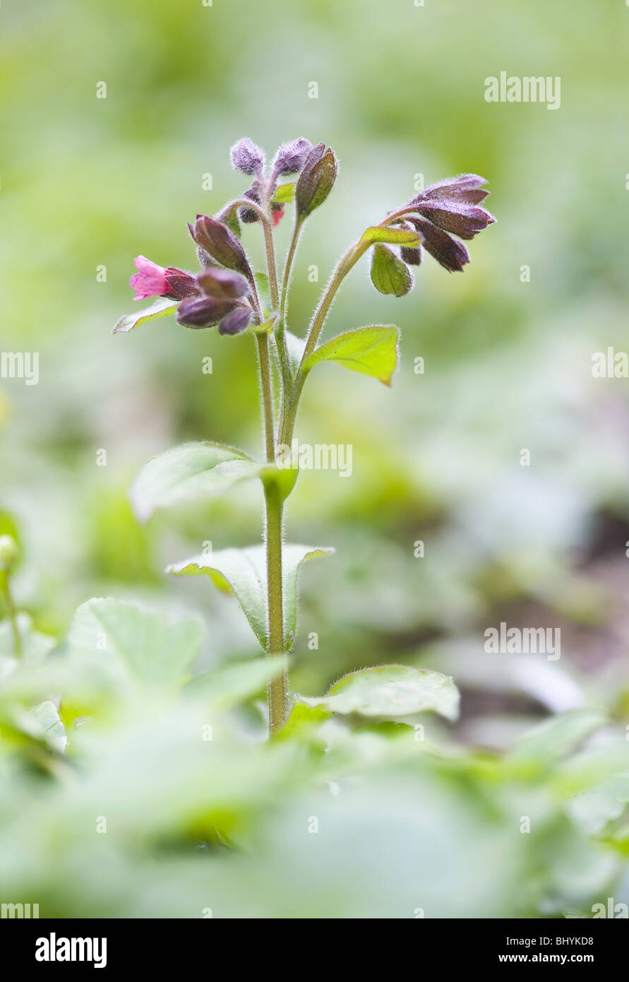 lungwort (pulmonaria officinalis Stock Photo - Alamy