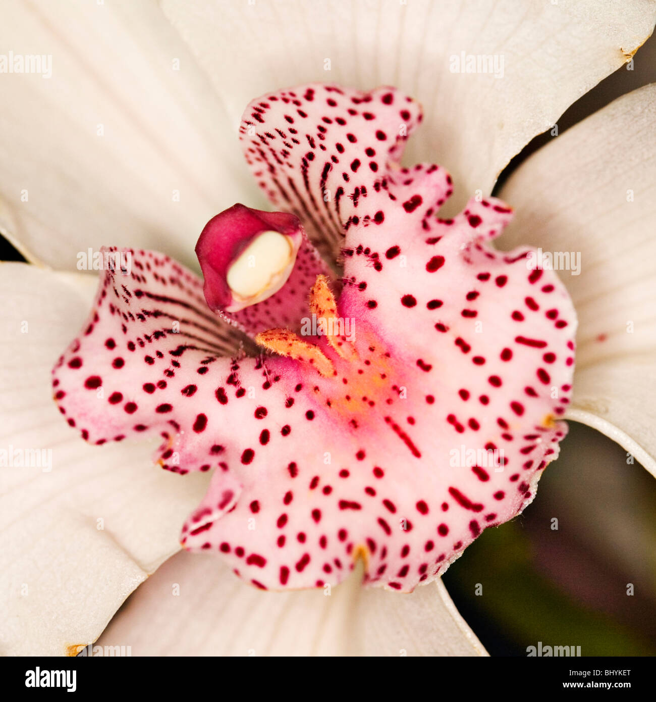 pink orchid blossoms Stock Photo