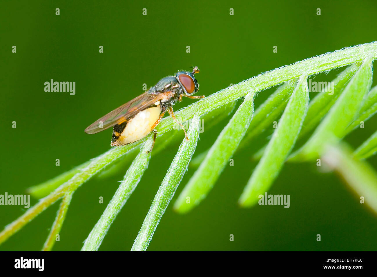Hoverflies  (Syrphidae) (Platycheirus clypeatus) Stock Photo