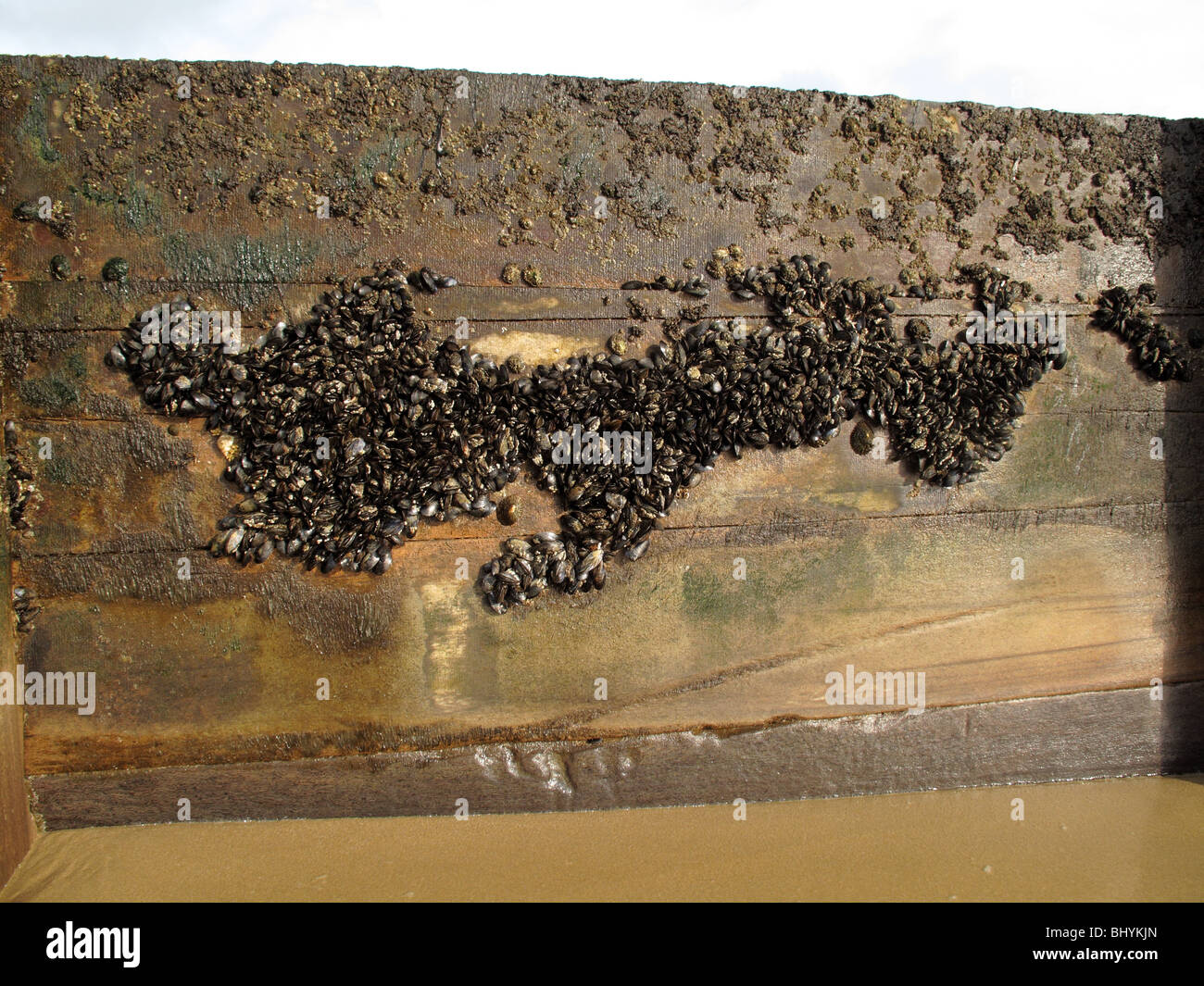Mussels growing on groyne - seen at low tide Stock Photo
