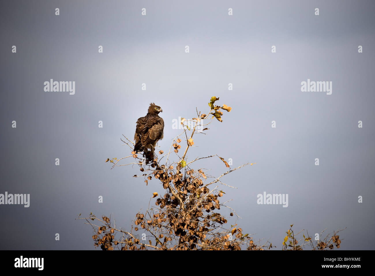 Martial Eagle, Mikumi NP, Tanzania, East Africa Stock Photo