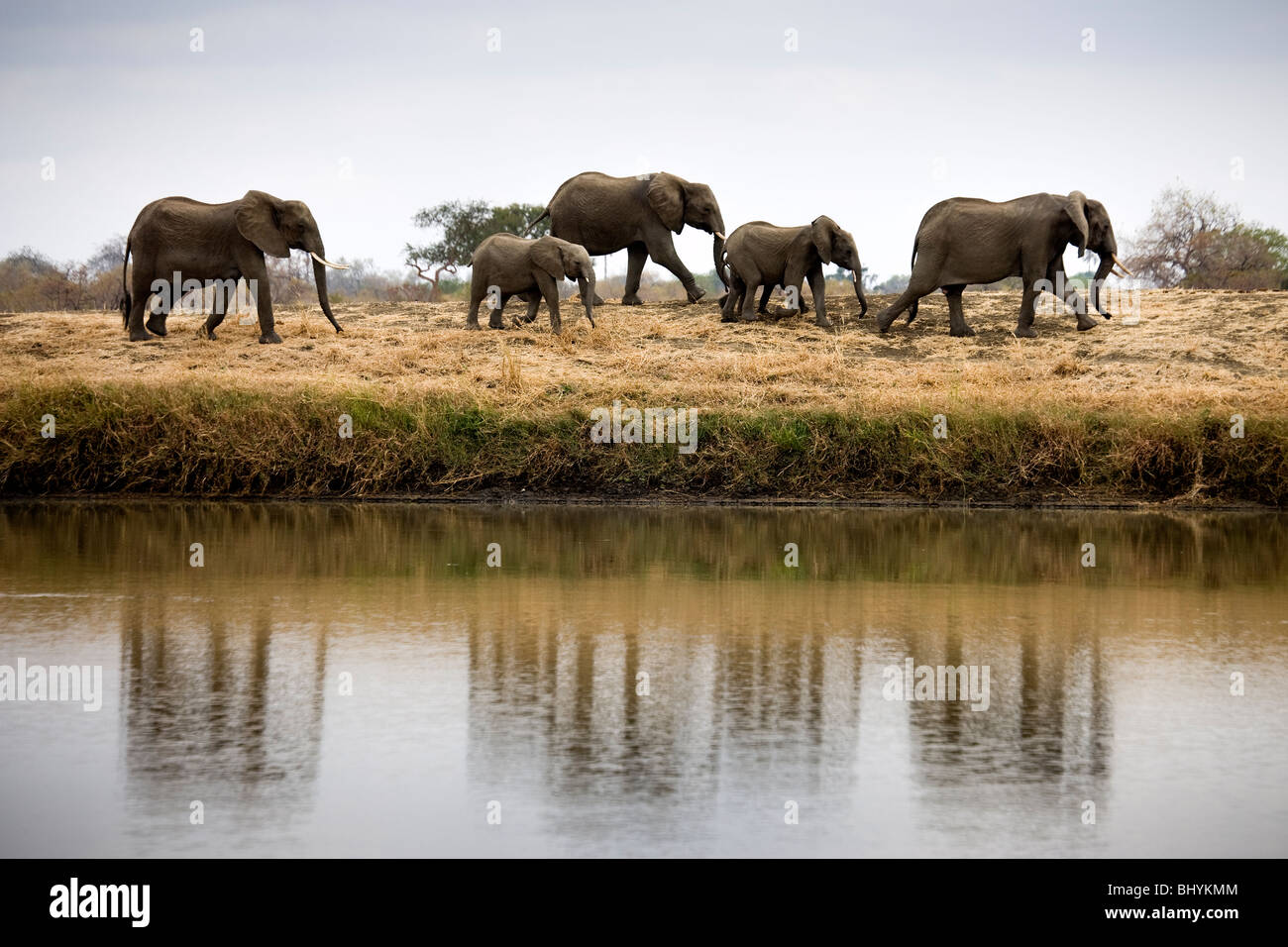 Family of elephants, Mikumi NP, Tanzania, East Africa Stock Photo