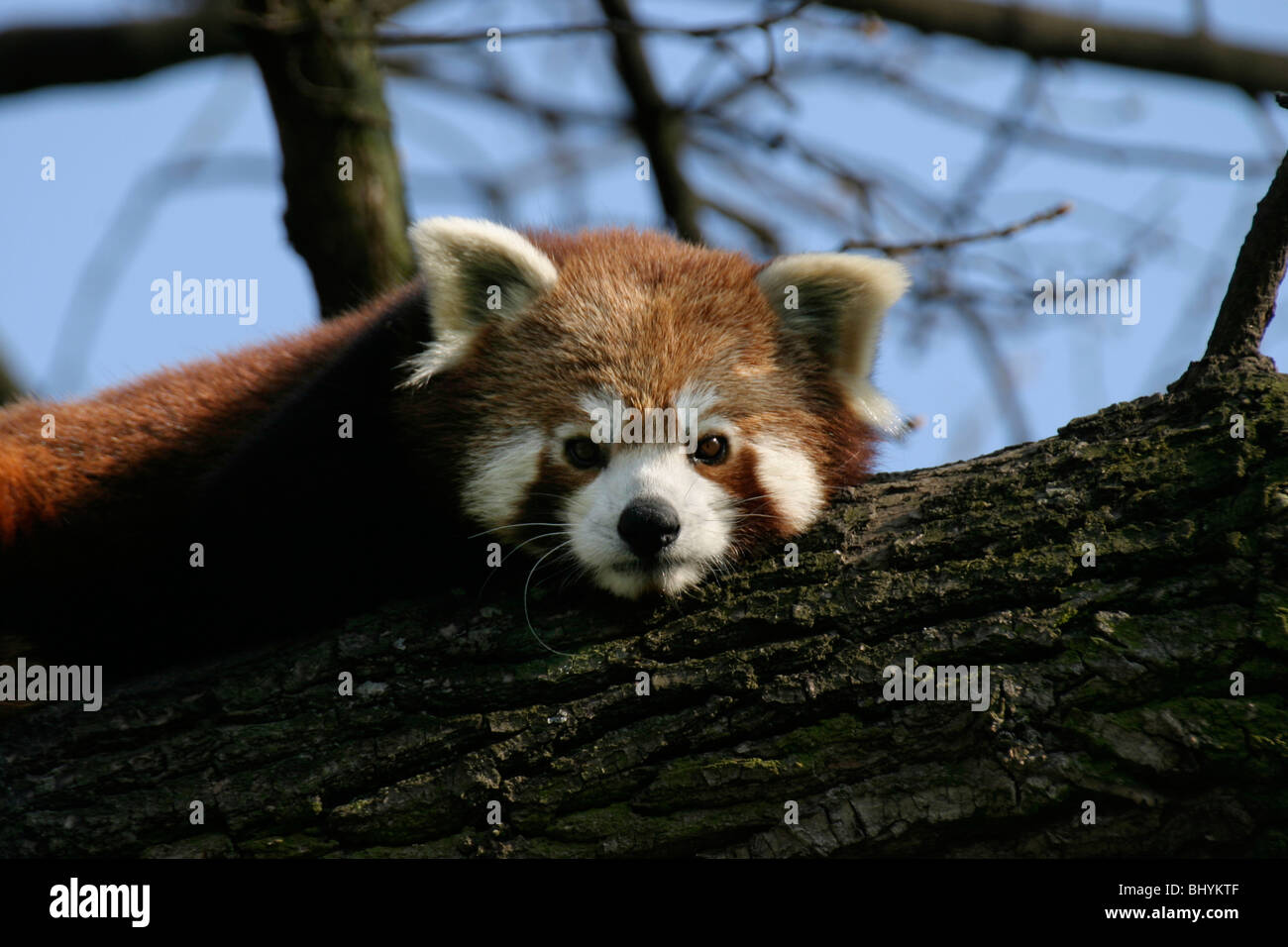 Red Panda Stock Photo