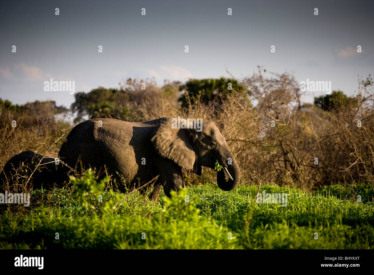 Elephant, Selous Game Reserve, Tanzania, East Africa Stock Photo