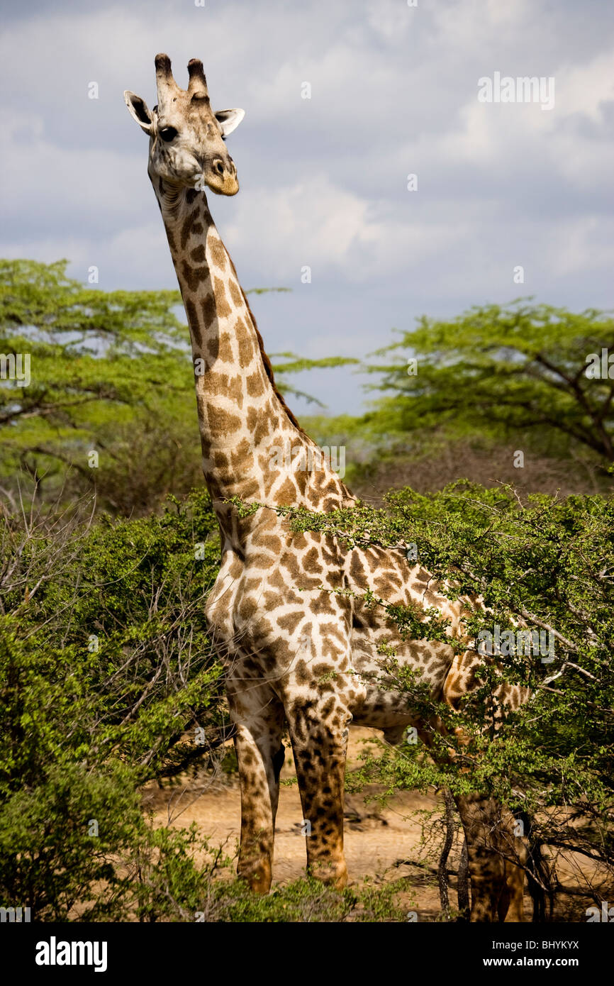 Masai Giraffe, Selous Game Reserve, Tanzania, East Africa Stock Photo