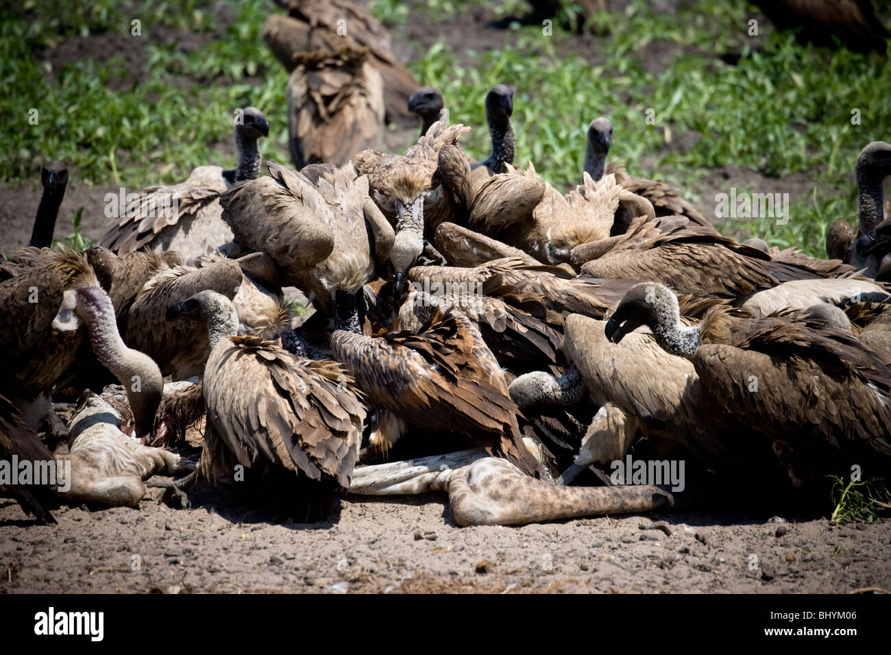 African White-Backed Vultures eating the remains of a Giraffe, Selous Game Reserve, Tanzania, East Africa Stock Photo