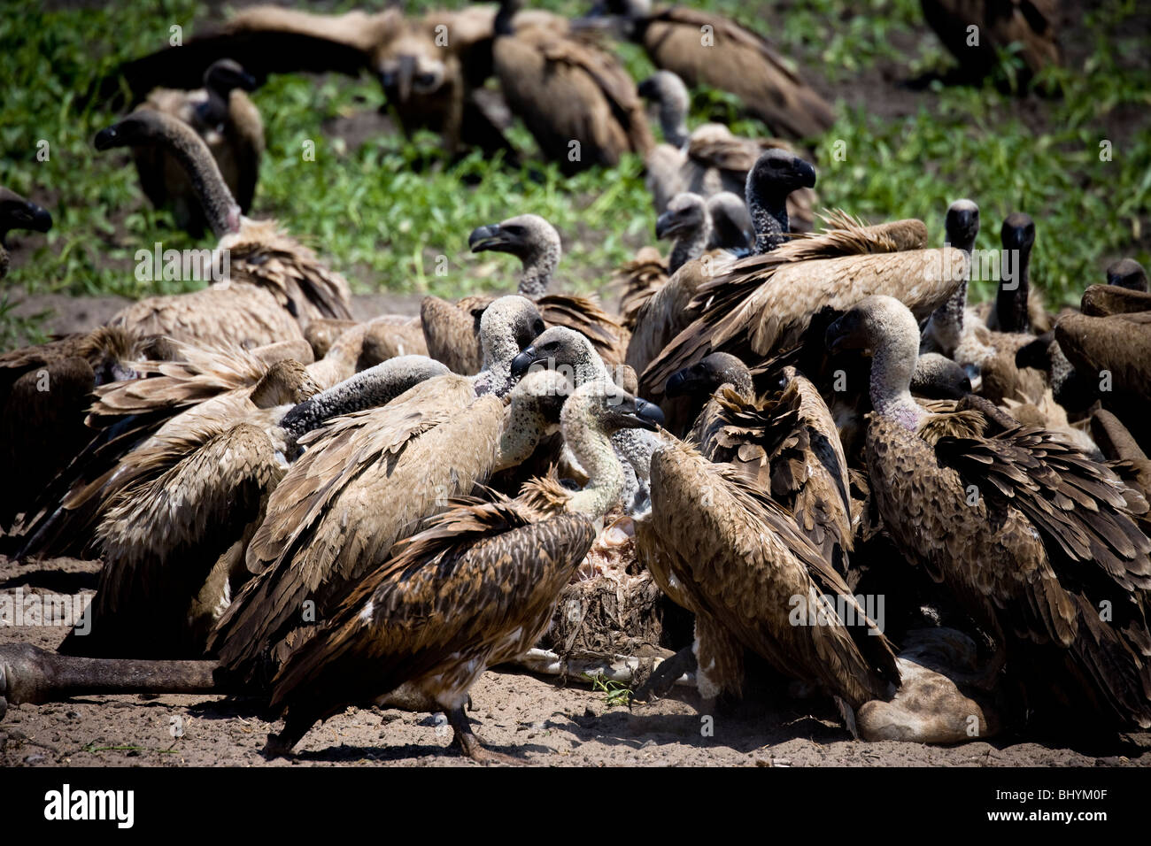 African White-Backed Vultures eating the remains of a Giraffe, Selous Game Reserve, Tanzania, East Africa Stock Photo