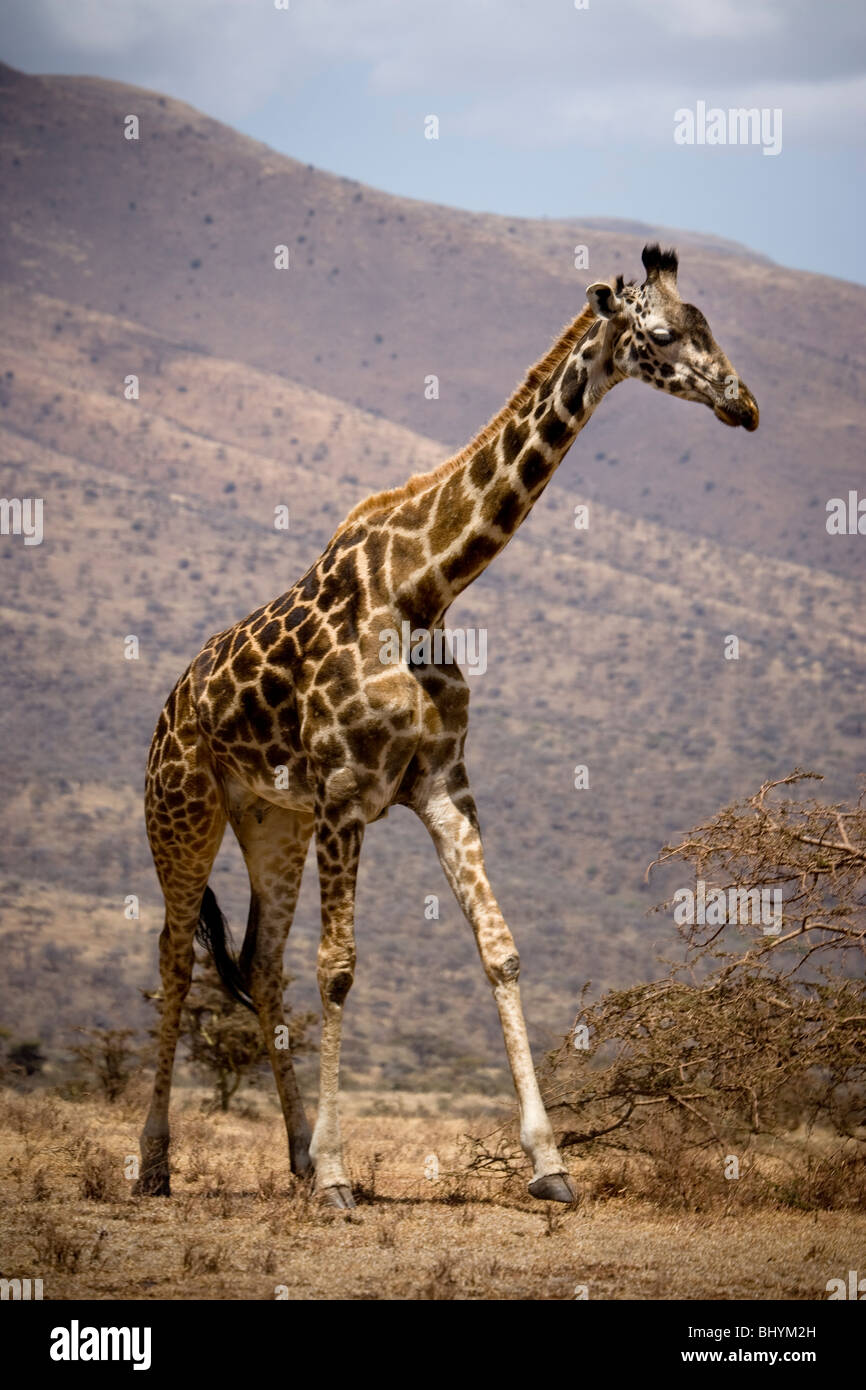 Masai Giraffe, Ngorongoro Conservation Area, Tanzania, East Africa Stock Photo