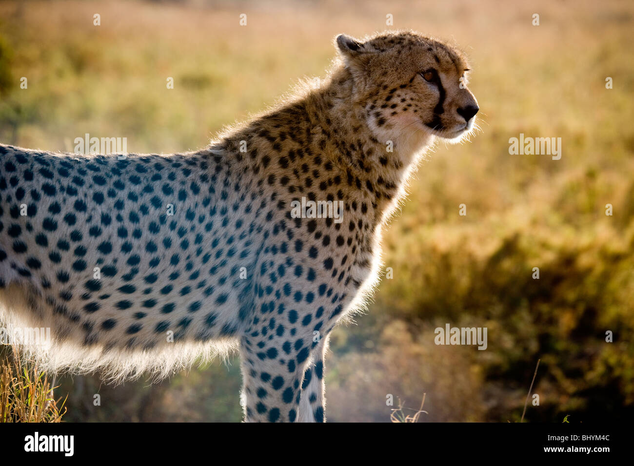Cheetah on the hunt, Serengeti NP, Tanzania, East Africa Stock Photo