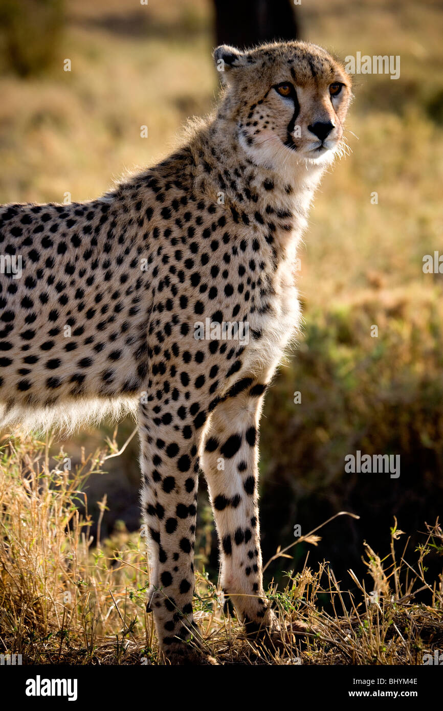 Cheetah on the hunt, Serengeti NP, Tanzania, East Africa Stock Photo