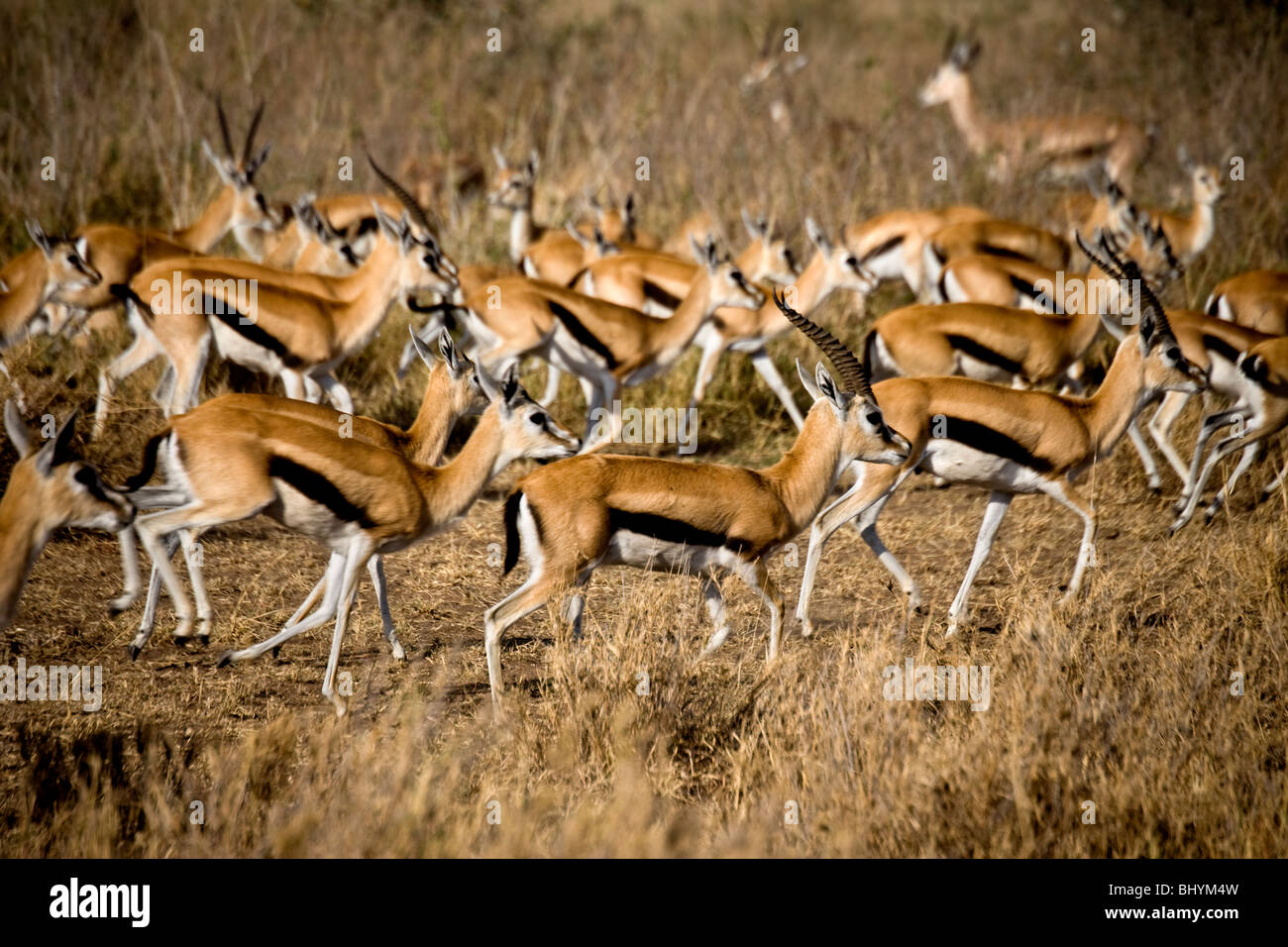 Thomson's gazelle hi-res stock photography and images - Alamy