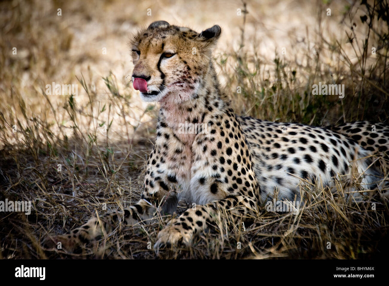 Cheetah with a bloody face, Serengeti NP, Tanzania, East Africa Stock