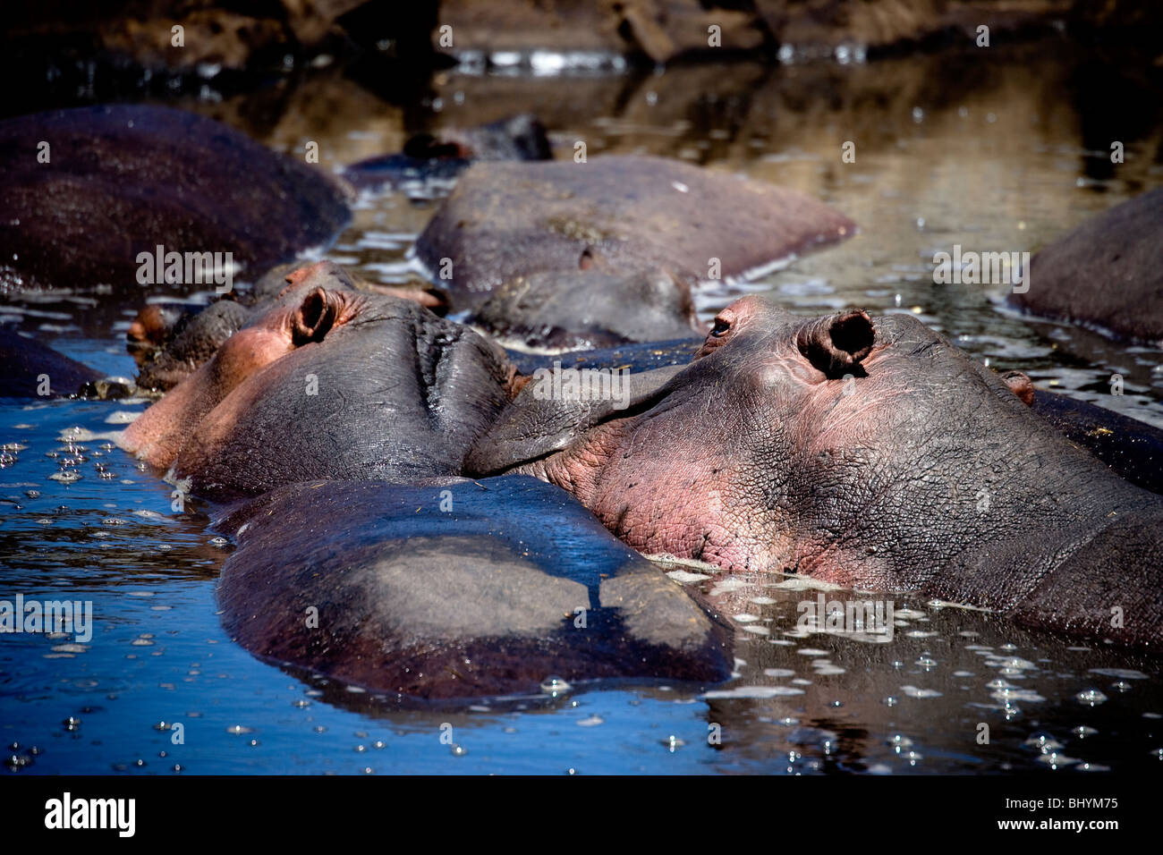 Hippopotamus, Serengeti NP, Tanzania, East Africa Stock Photo