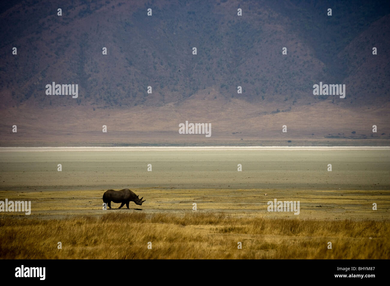 Black Rhino, Ngorongoro Crater, Tanzania, East Africa Stock Photo