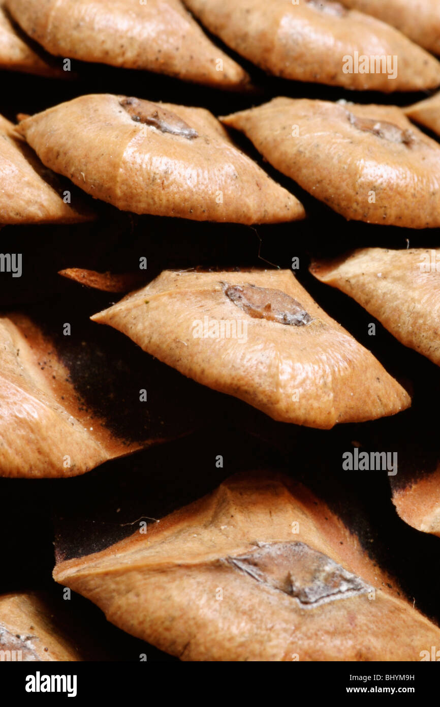 Pinus seed hi-res stock photography and images - Alamy