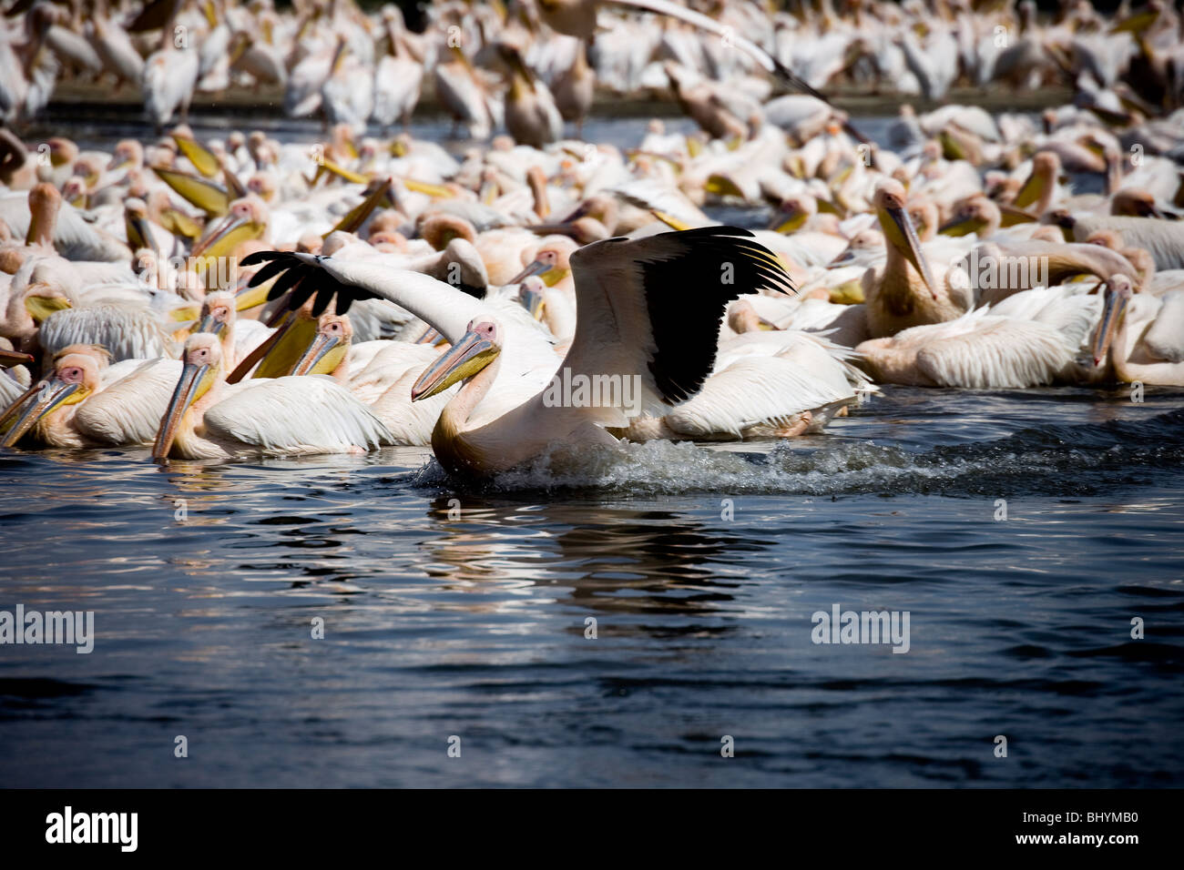 Great White Pelican, Lake Nakuru NP, Kenya, East Africa Stock Photo