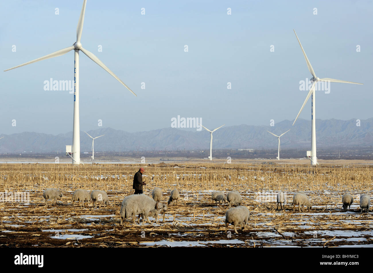 Farmer grazing the sheep in Wind Farm in Hebei province, China. 02-Mar-2010 Stock Photo