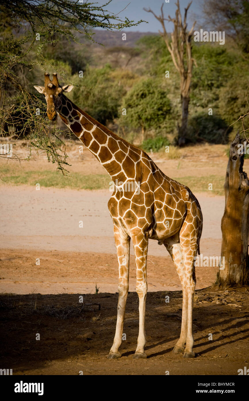 Reticulated Giraffe, Samburu National Reserve, Kenya, East Africa Stock Photo