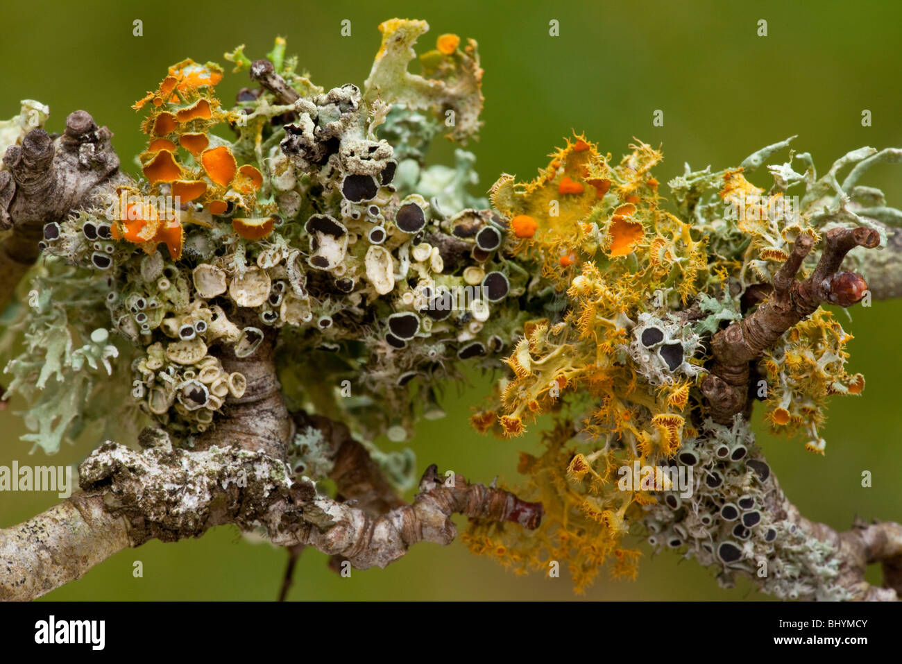 Lichens on blackthorn growing profusely in unpolluted humid conditions, Brittany. Species include Goldeneye Teloschistes Stock Photo