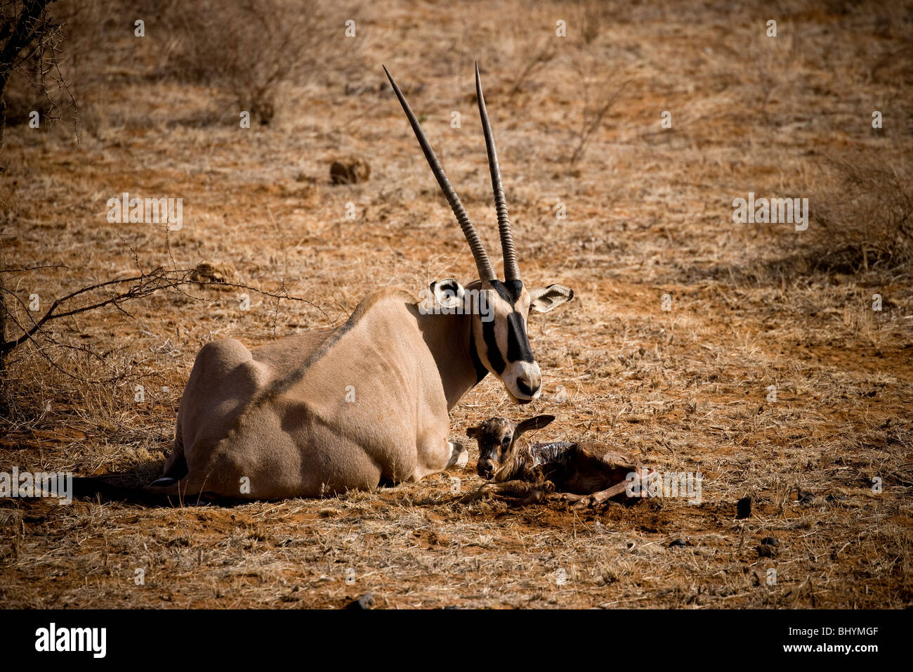 Oryx giving birth, Samburu National Reserve, Kenya, East Africa Stock Photo