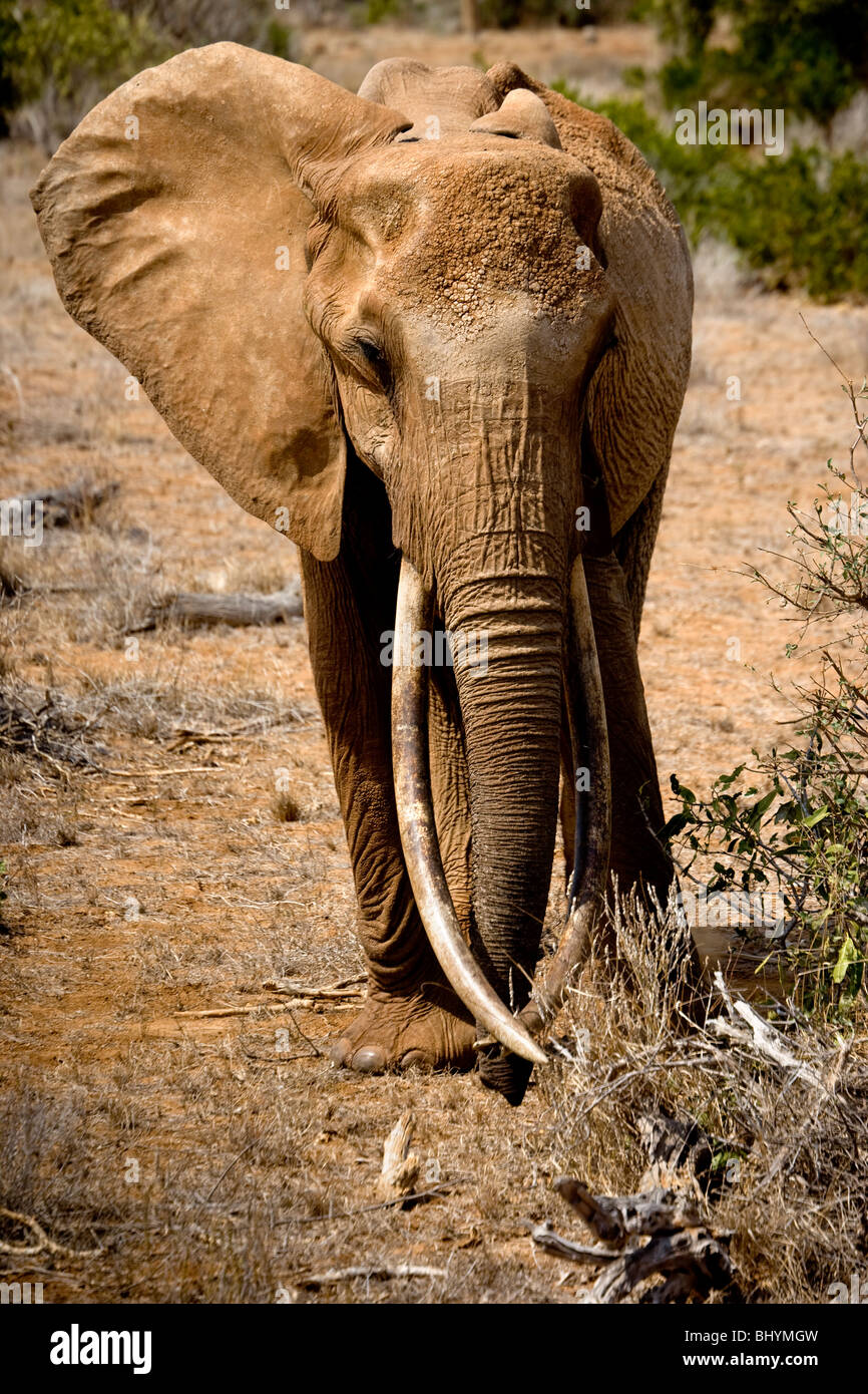 Elephant with long tusks, Tsavo East NP, Kenya, East Africa Stock Photo