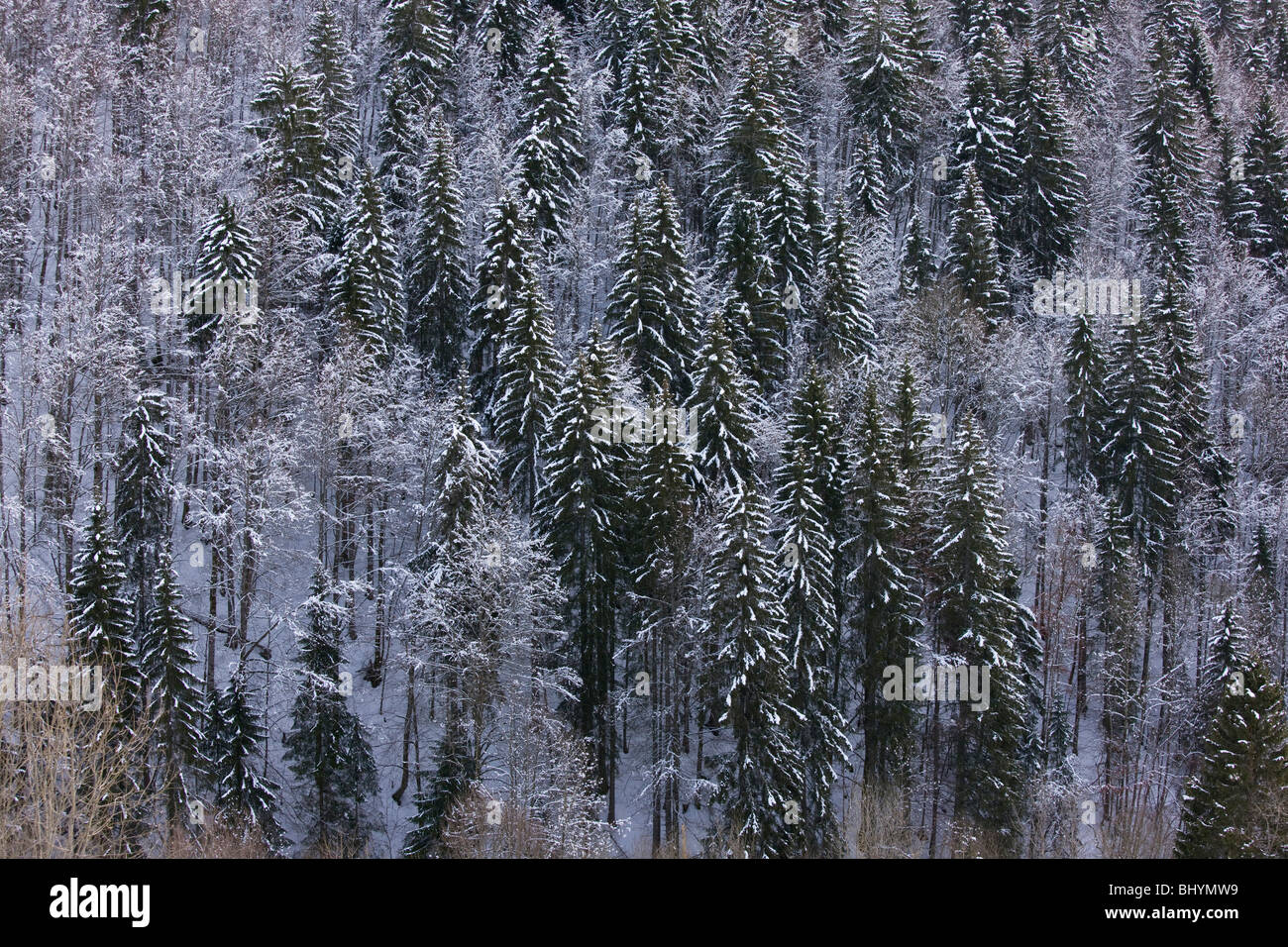 Norway Spruce ( Picea abies ) forest winter snow, on the Col de Faucille, Jura Mountains, east France. Stock Photo