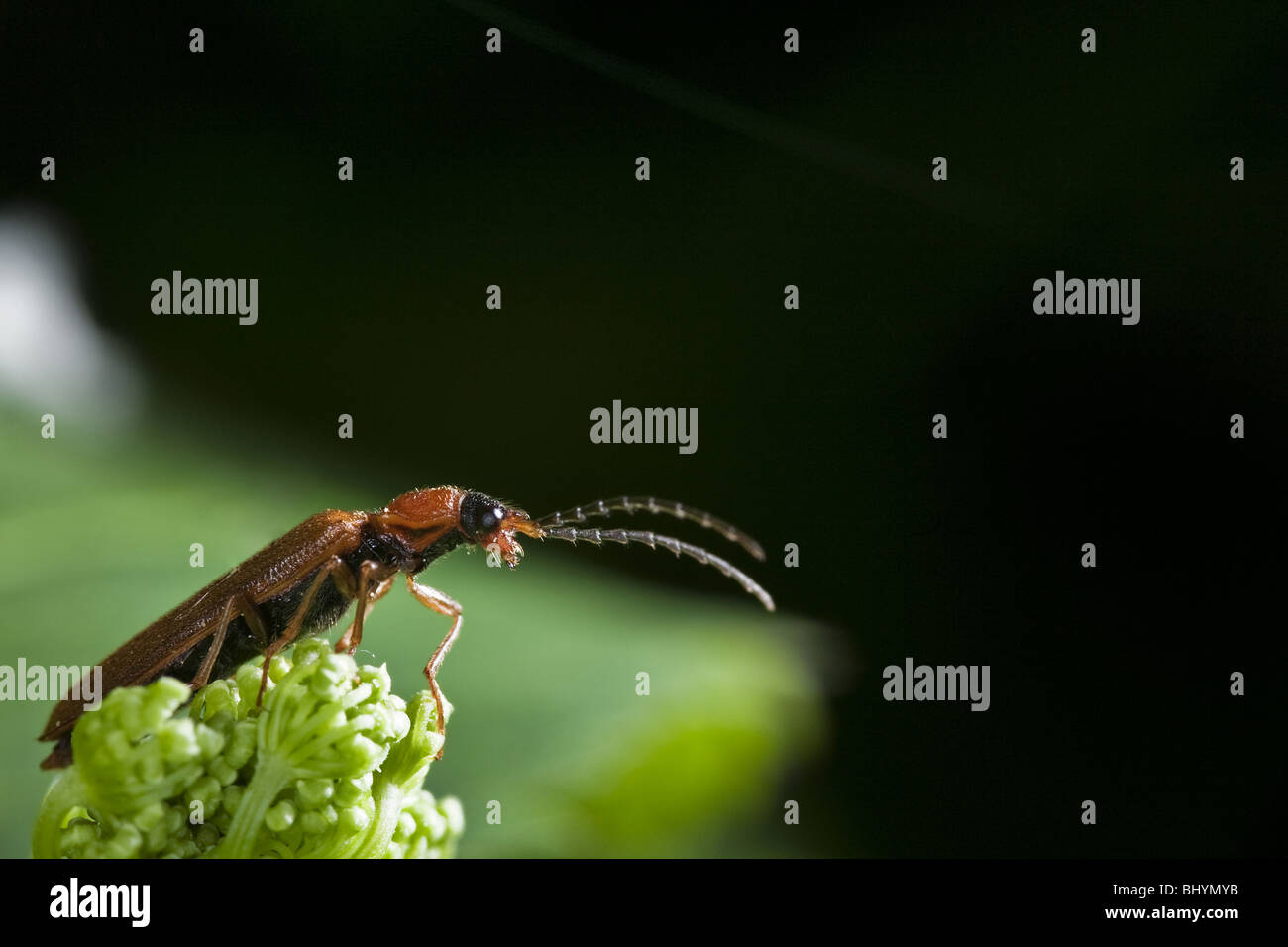 Click beetle (Ffam. Elateridae) Stock Photo