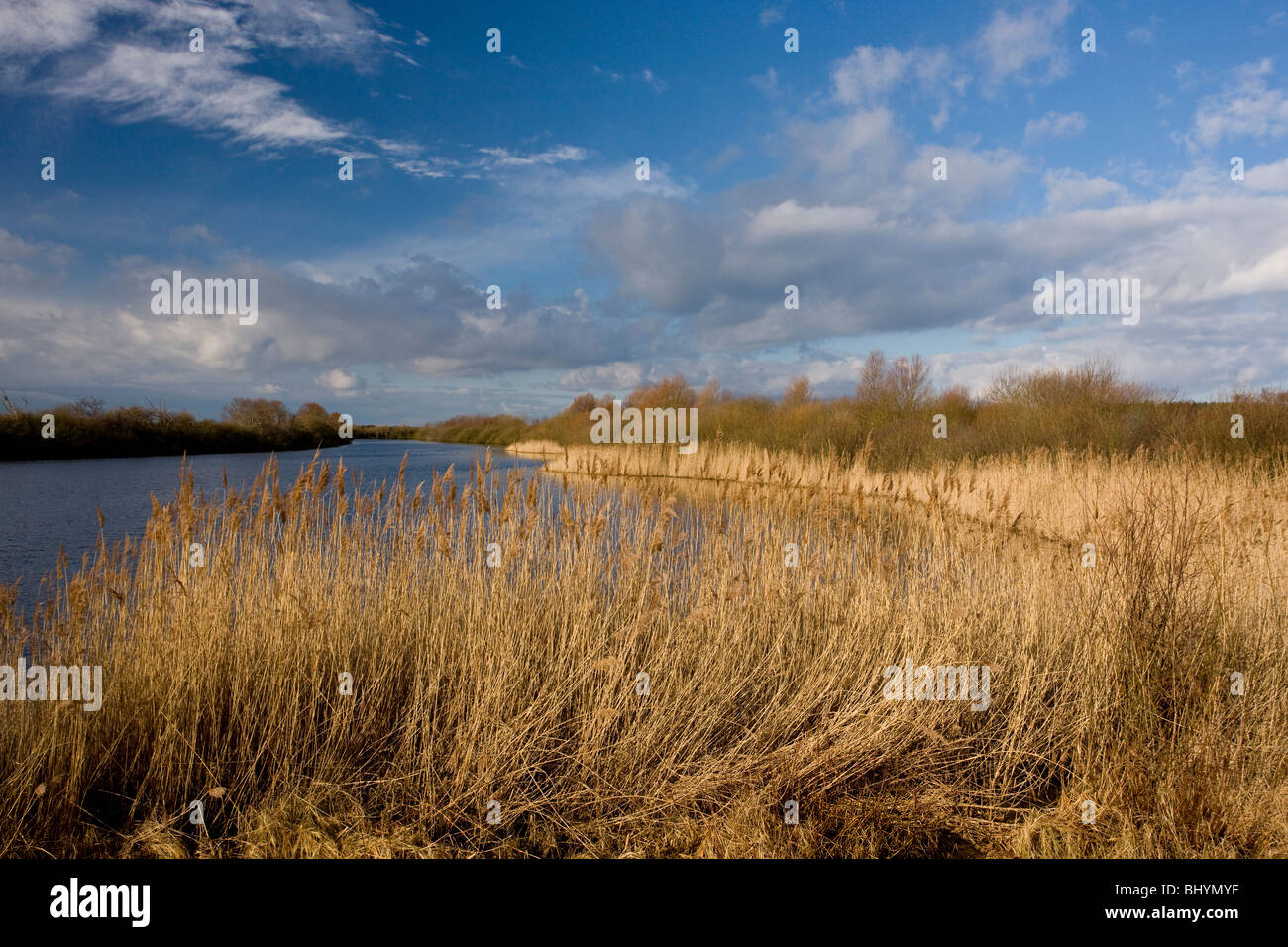 Open water with reed-beds at the Marquenterre Ornithological Park, Somme Estuary, North France. Stock Photo