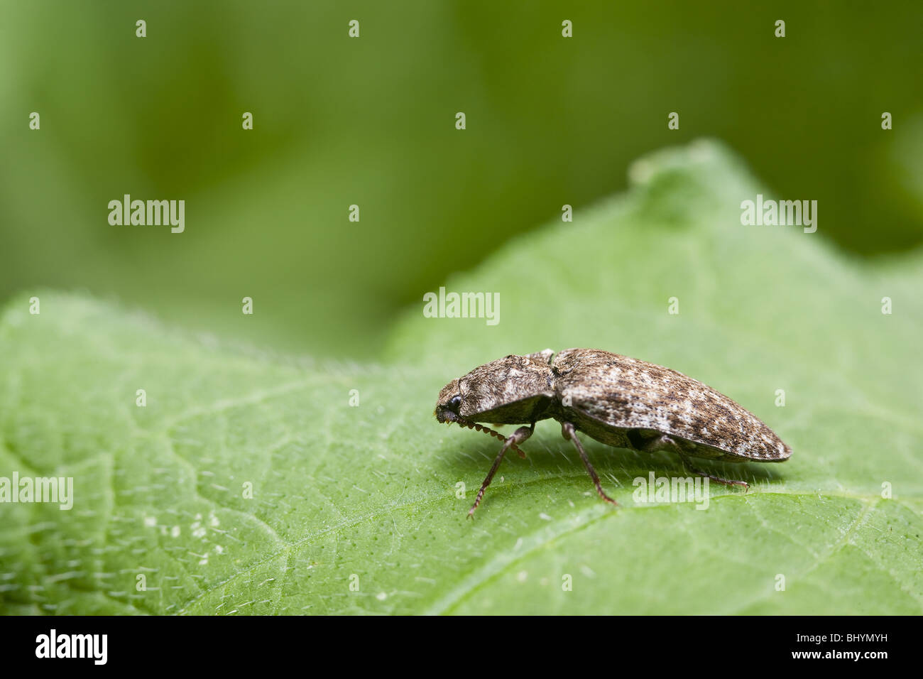 click beetle (Elateridae) Stock Photo
