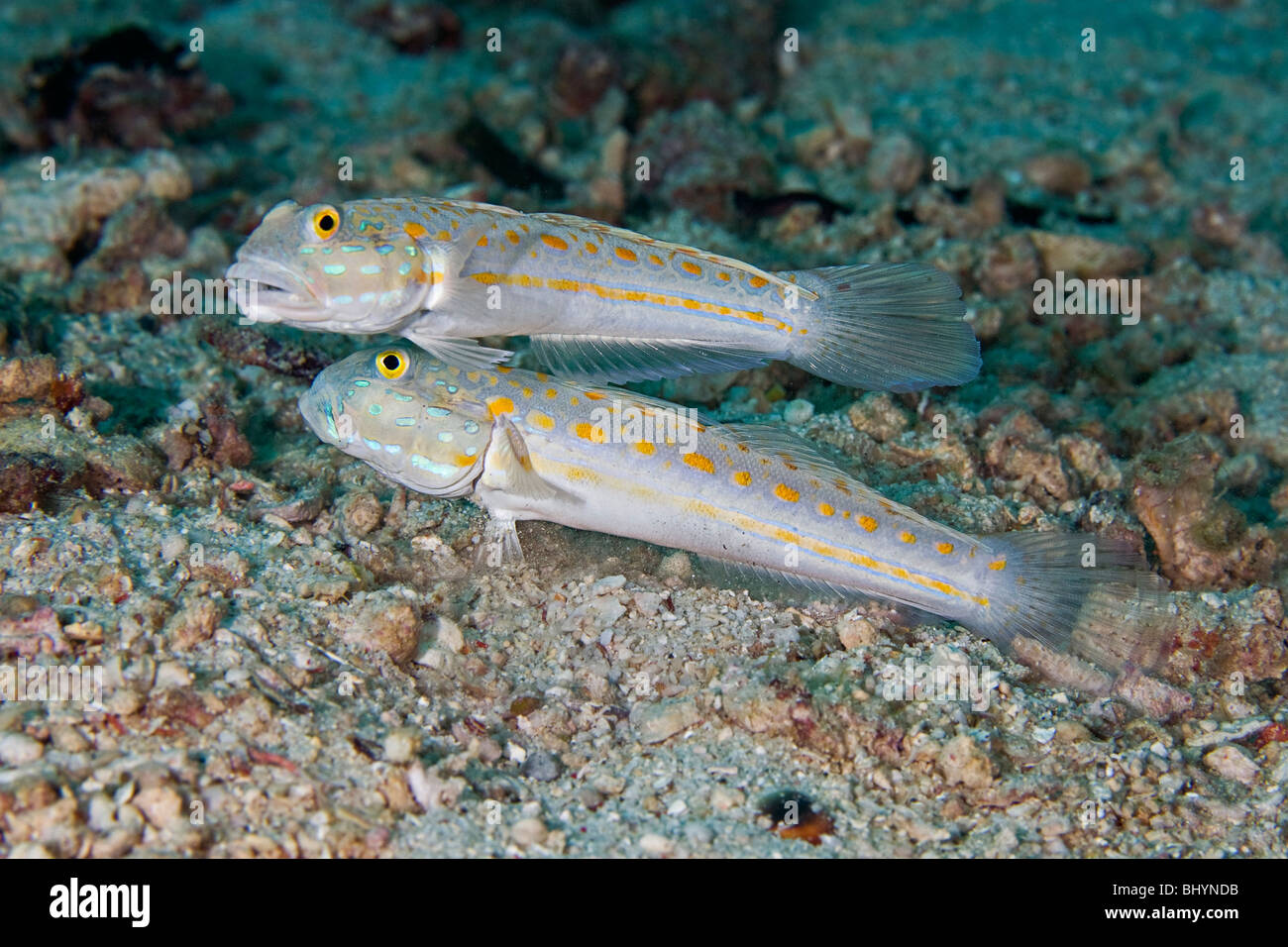 A pair Orange-Dashed Goby (Valenciennea puellaris) guard their burrow-like nest constructed amongst small rocks on the sea floor Stock Photo