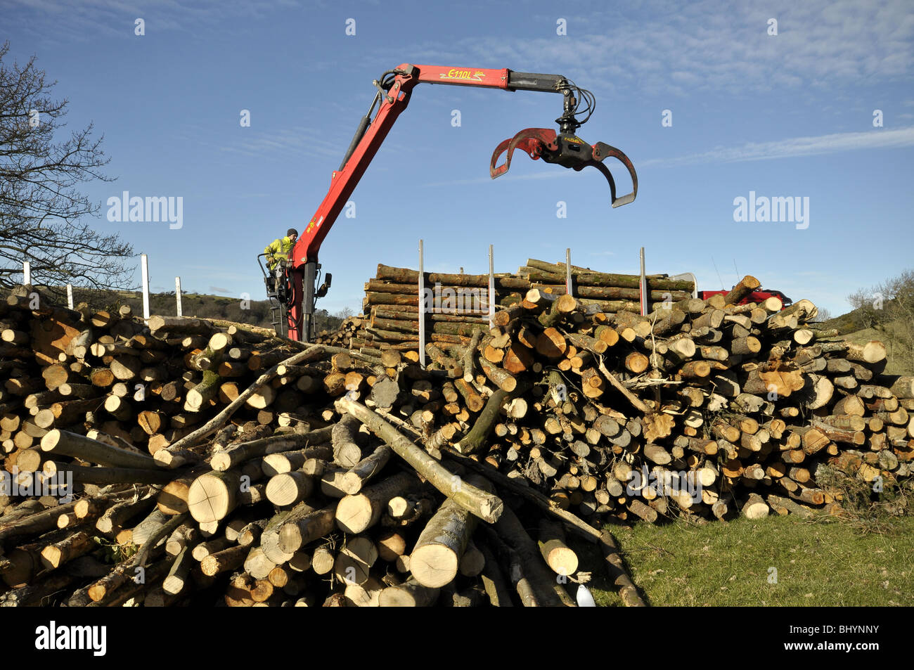 Loading freshly sawn logs on to a truck North Wales UK Stock Photo