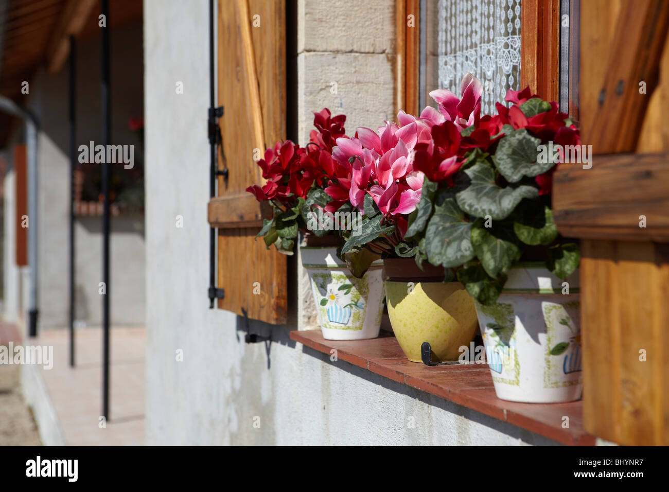Flowers on a windowsill Stock Photo Alamy