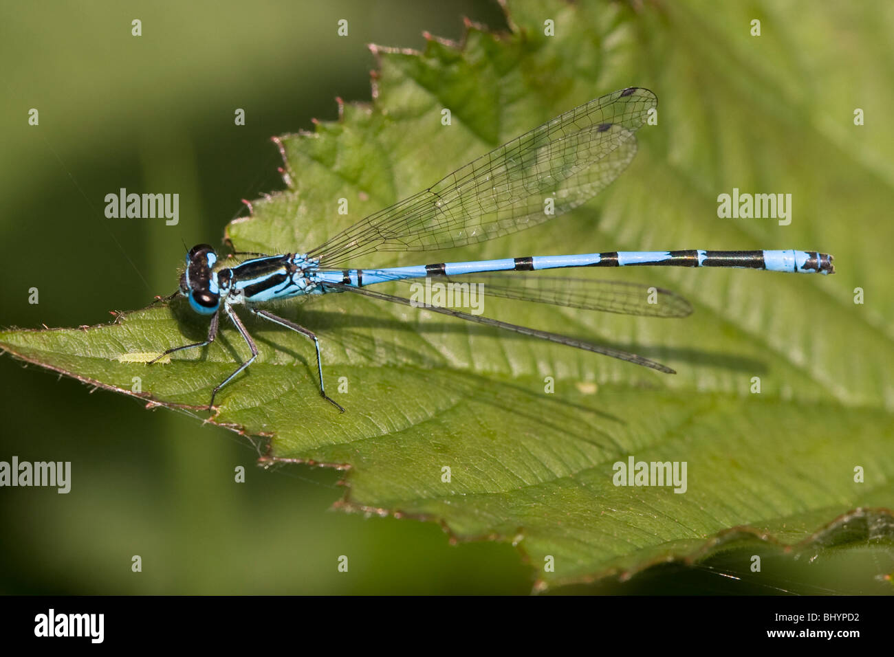 Azure Damselfly - Coenagrion puella Stock Photo - Alamy