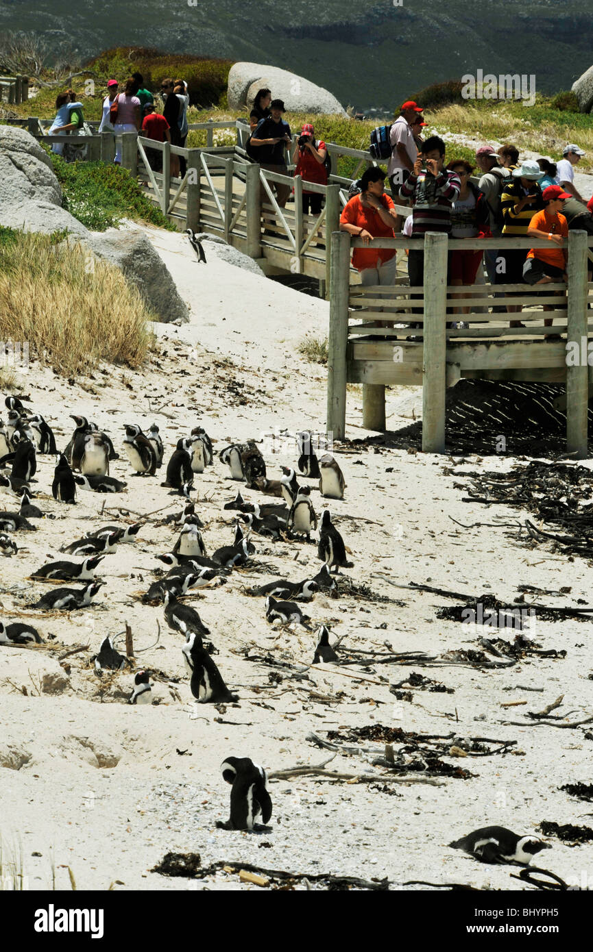Cape Town, Western Cape, South Africa, people viewing African Penguin, Spheniscus demersus, The Boulders National Park, False Bay Stock Photo