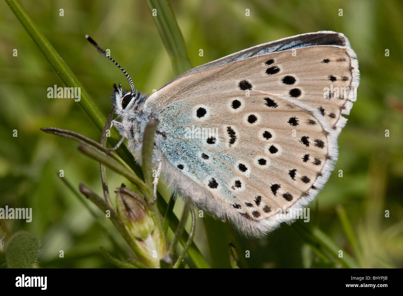 Large Blue - Maculinea arion. Stock Photo