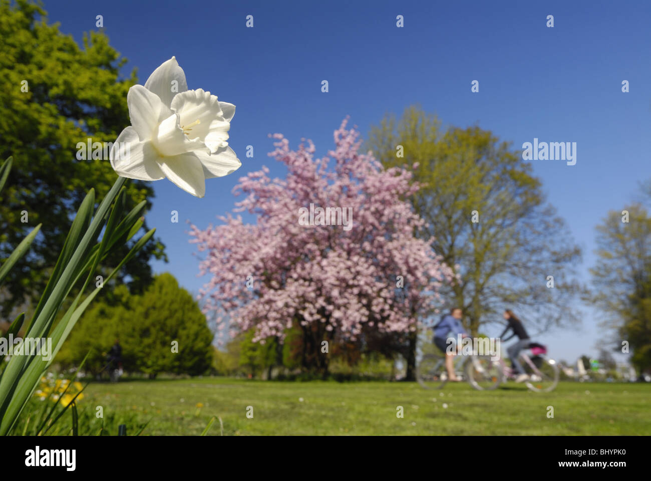 Meadow park tree spring flowers outer alster in hamburg hires stock