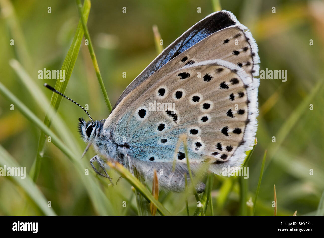 Large Blue - Maculinea arion. Stock Photo