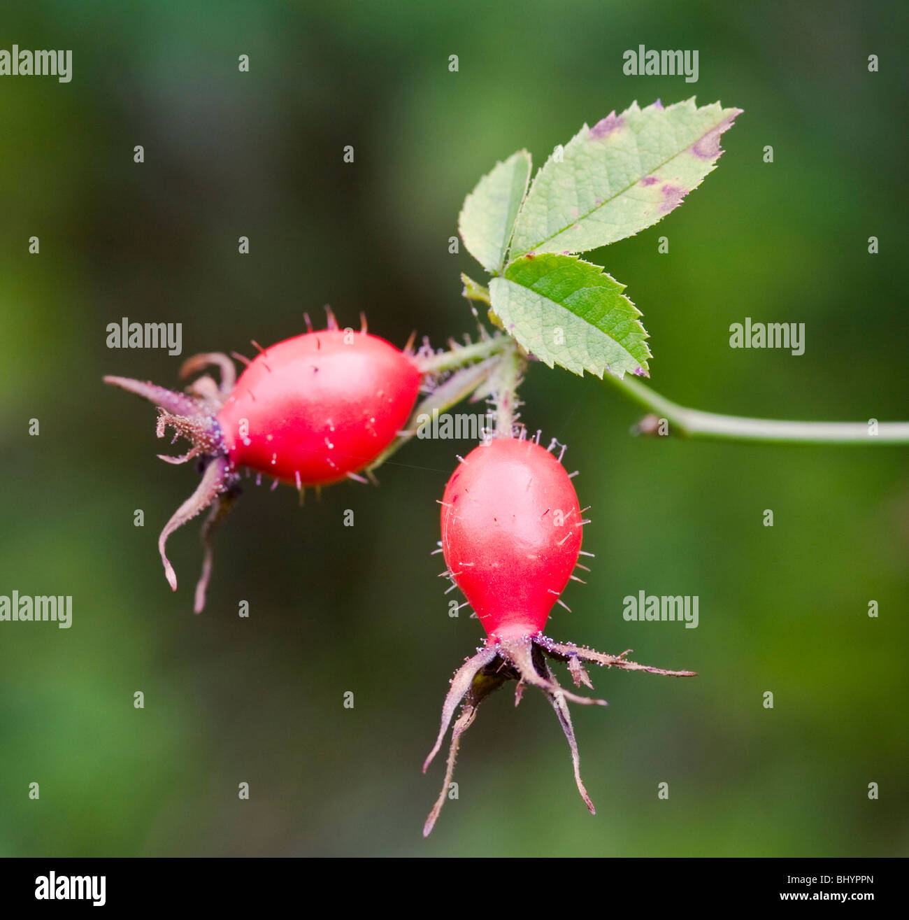 dogroses Stock Photo