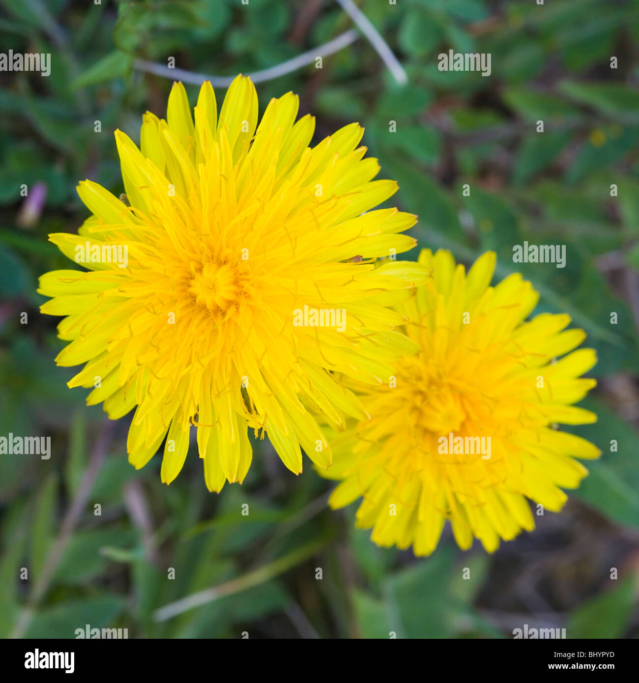 dandelions (Taraxacum officinale agg) Stock Photo