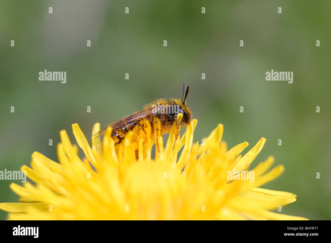 Honey bee on a dandelion Stock Photo