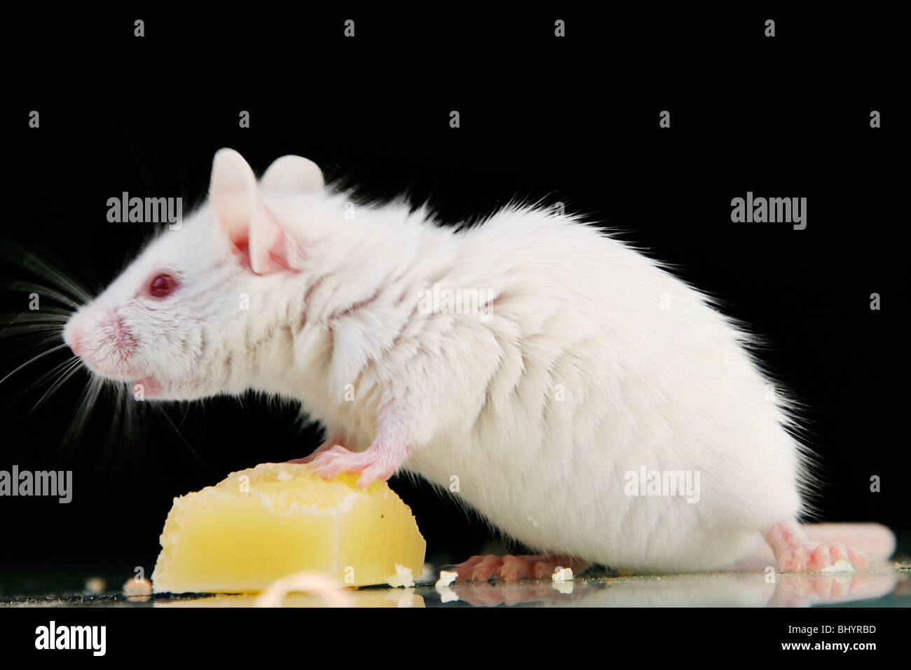 white mouse eat cheese Stock Photo Alamy